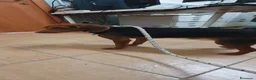 Beagle cani in regalo: Luigi, Beagle Mix in Canile a Catania - Annuncio 3
