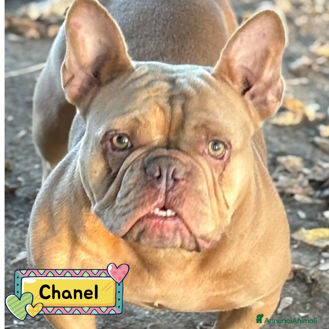 Bulldog Francese cani Chanel bulldog francese in adozione  - Annuncio 1