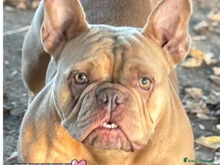 Bulldog Francese cani Chanel bulldog francese in adozione - Annuncio 32