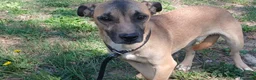 Meticcio cani in regalo: ROMEO IL CAGNOLINO PIU' TRISTE DEL CANILE... - Annuncio 1