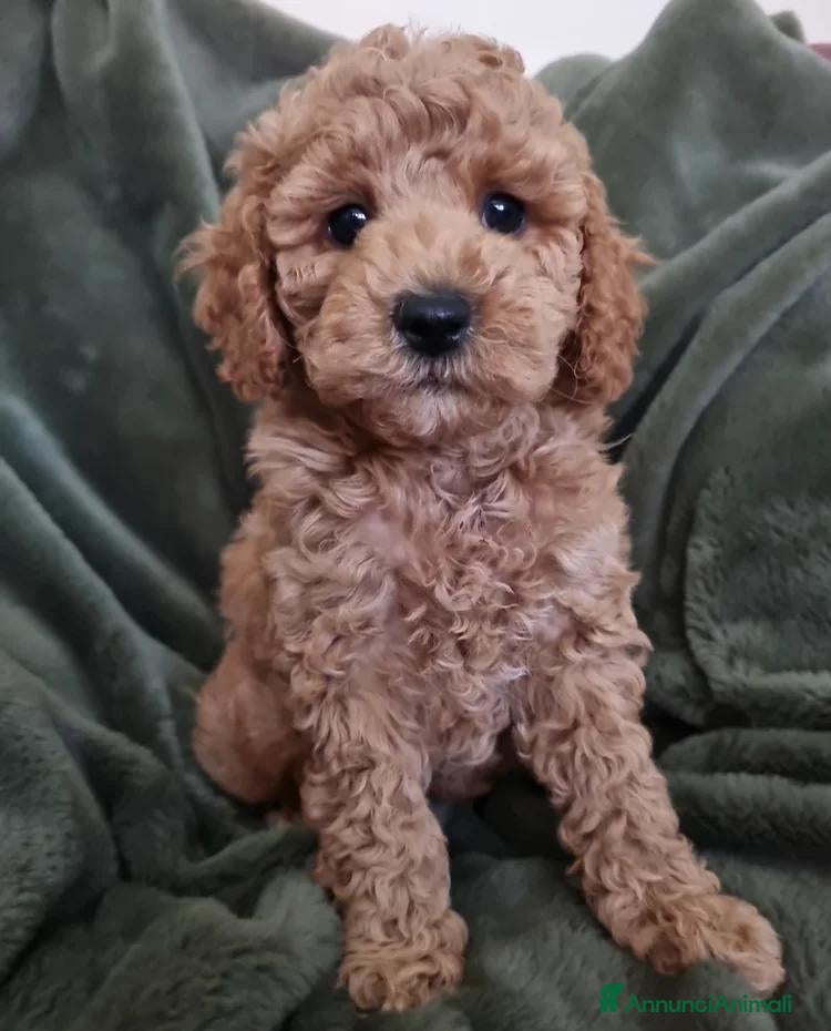 Maltipoo cani Cuccioli di Maltipoo ipoallergenici - Annuncio 4