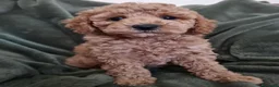 Maltipoo cani in vendita: Cuccioli di Maltipoo ipoallergenici - Annuncio 10