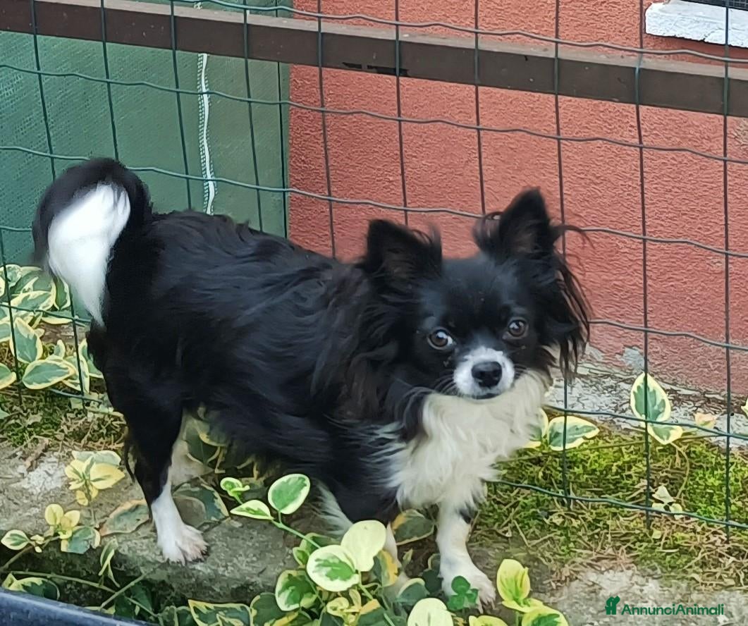 Chihuahua cani SIMIL CHIHUAHUA - Annuncio 1