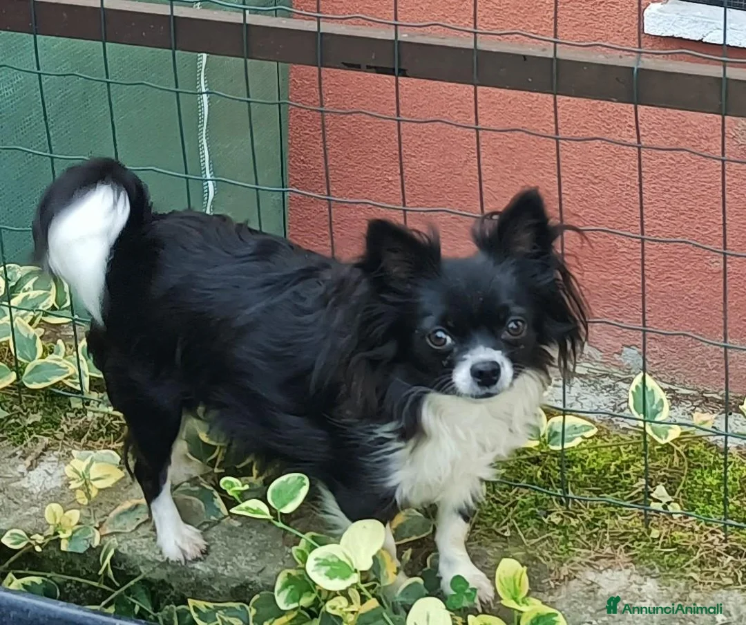 Chihuahua cani in vendita: SIMIL CHIHUAHUA - Annuncio 1