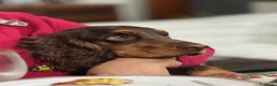 Cocker cani in vendita: Prenotazioni cuccioli di English Cocker Spaniel  a Provincia di Cosenza - Annuncio 9