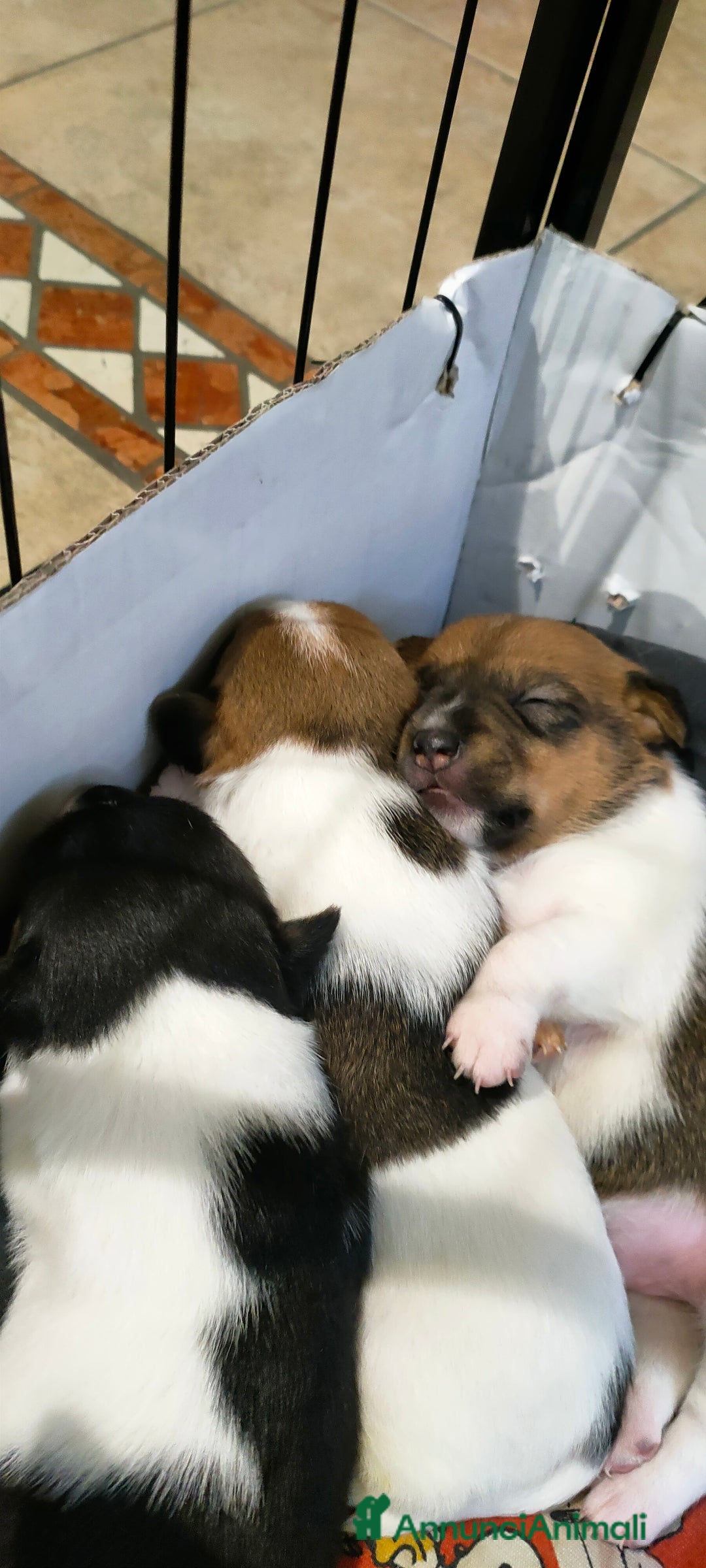 Jack Russell cani in vendita: Disponibili Jack Russell  - Annuncio 3