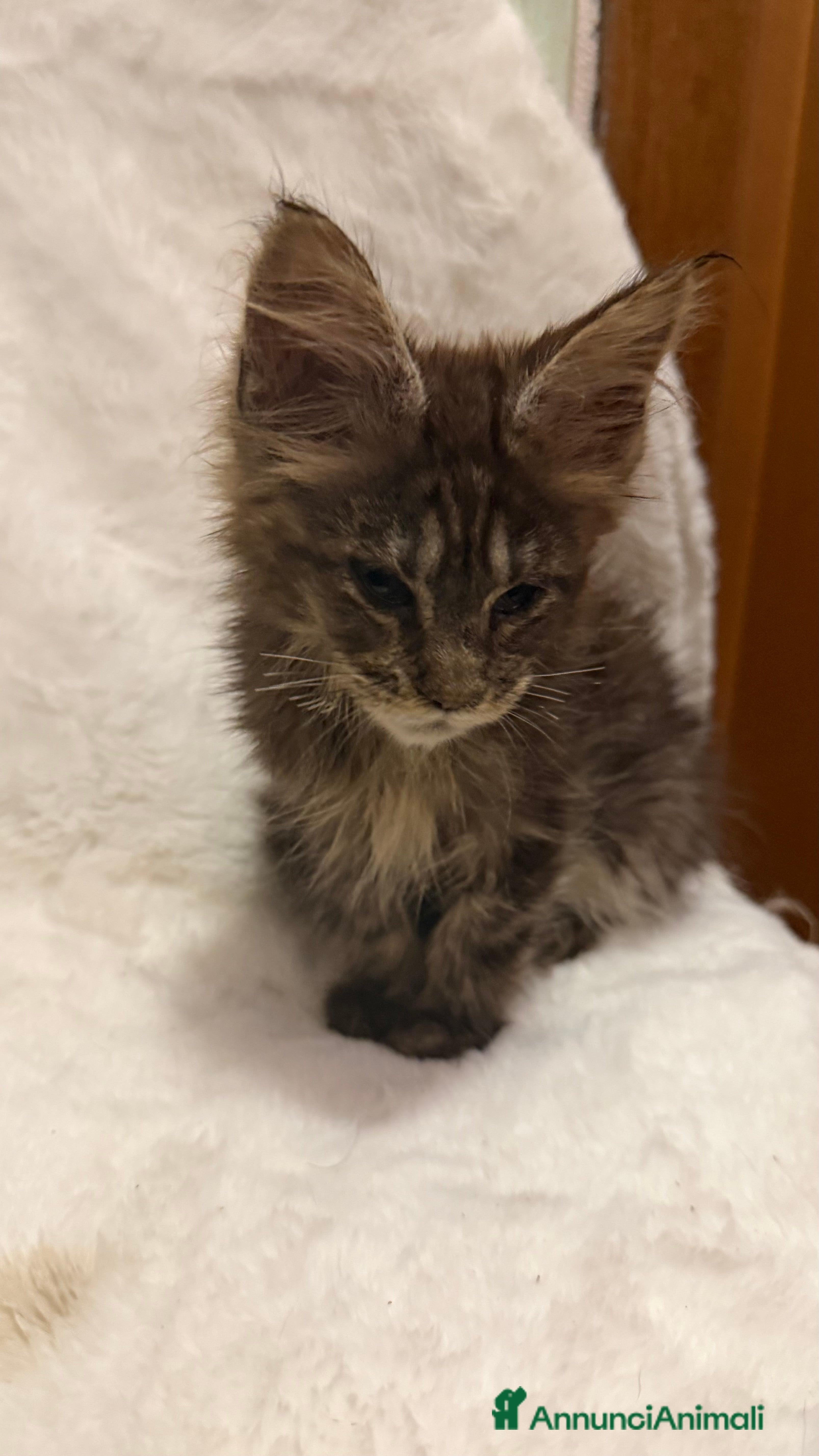 Maine Coon gatti Maine Coon  - Annuncio 1