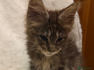 Maine Coon gatti Maine Coon - Annuncio 23