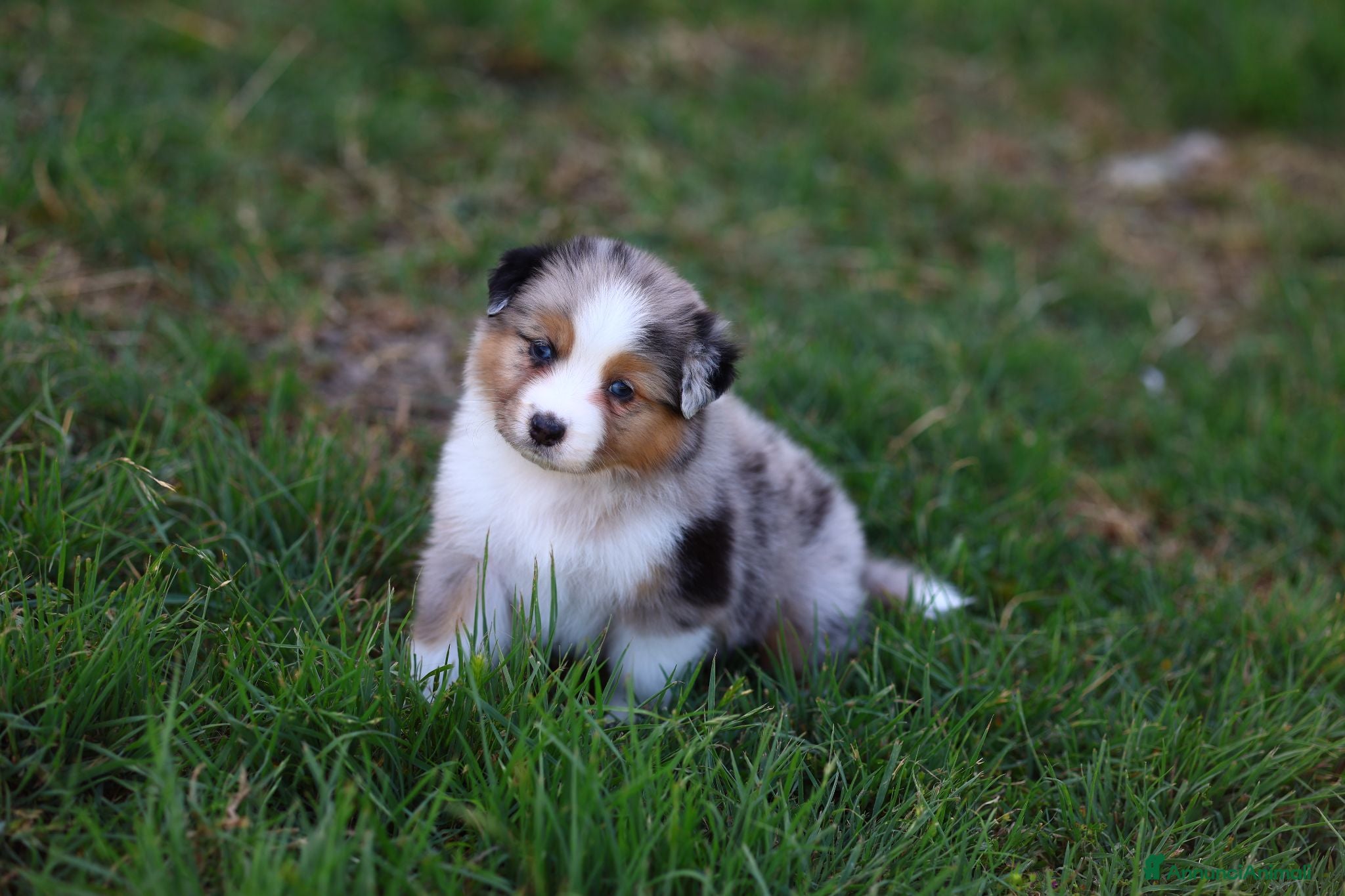 Australian Shepherd cani in vendita: Cucciola di Pastore australiano  - Annuncio 1