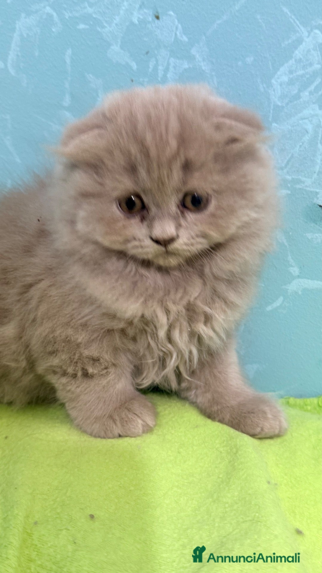 Scottish gatti Gattino scottish fold - Annuncio 9