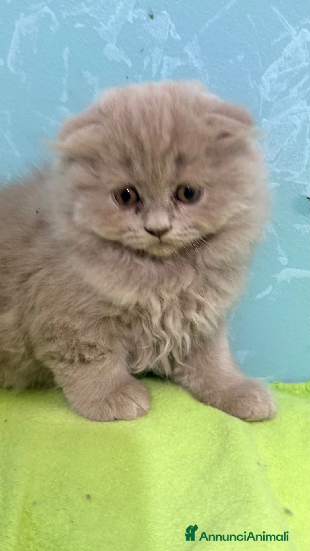 Scottish gatti in vendita: Gattino scottish fold - Annuncio 1