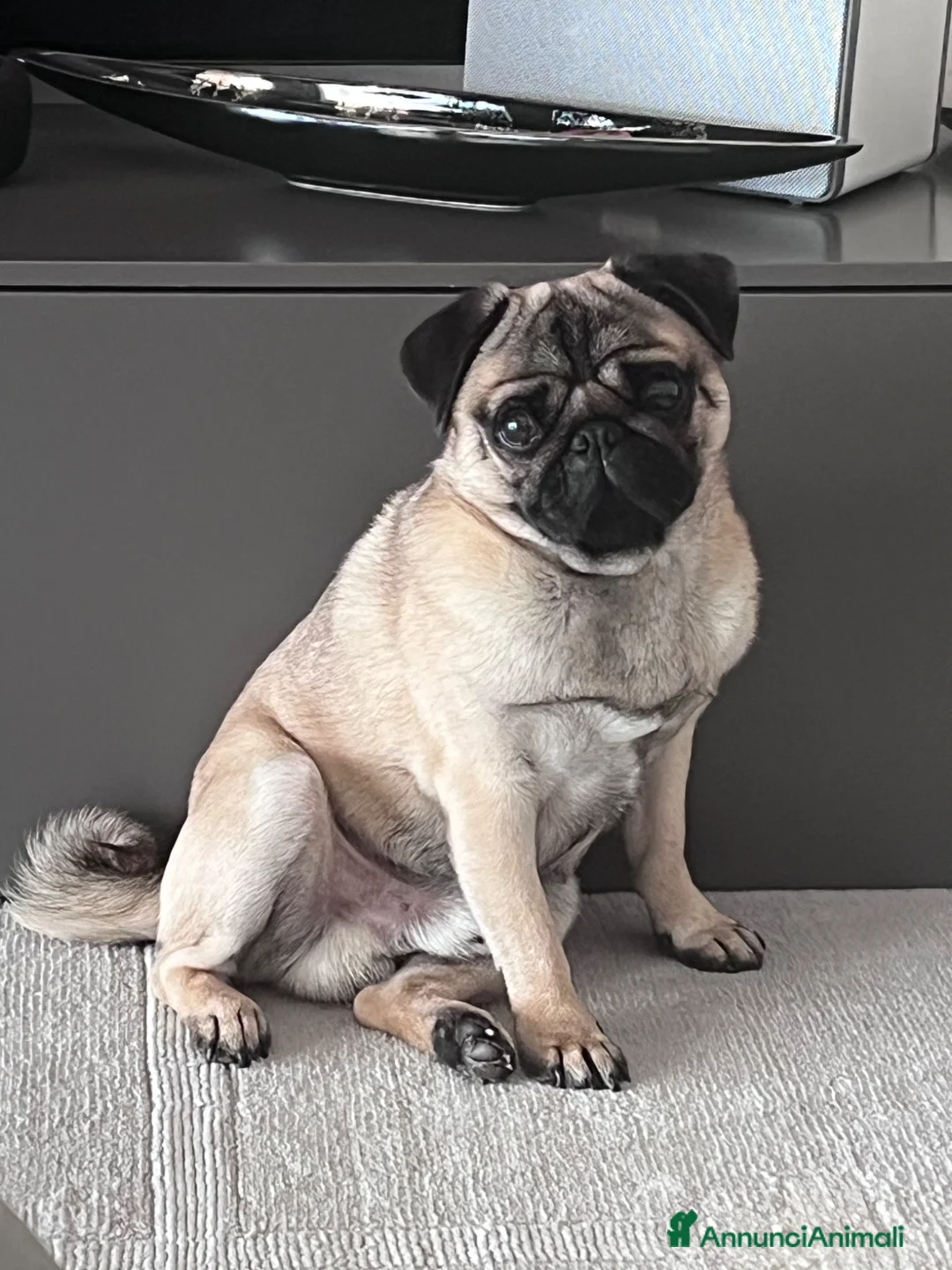 Carlino cani per accoppiamento: Oliver  - Annuncio 2