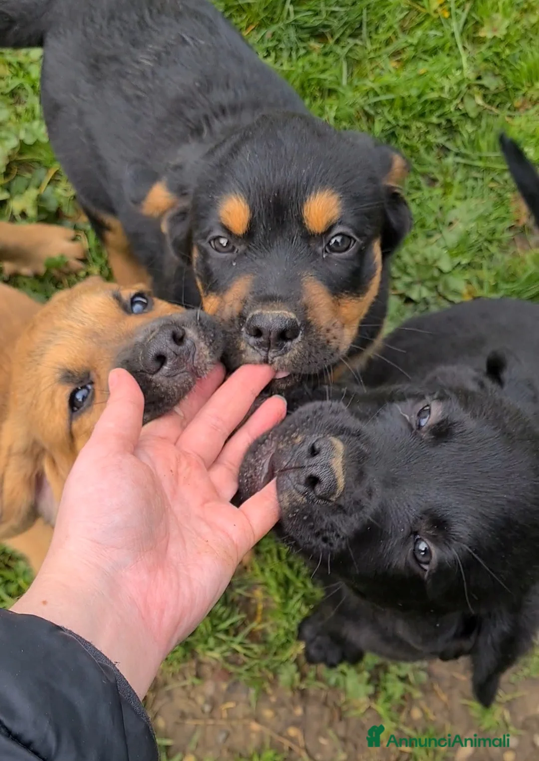 Meticcio cani in regalo: 4 super CUCCIOLI di 2 MESI E MEZZO! - Annuncio 24