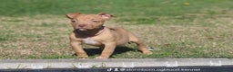 Pitbull cani in vendita: Cuccioli Pit Bull con Pedigree anche a rate - Annuncio 18