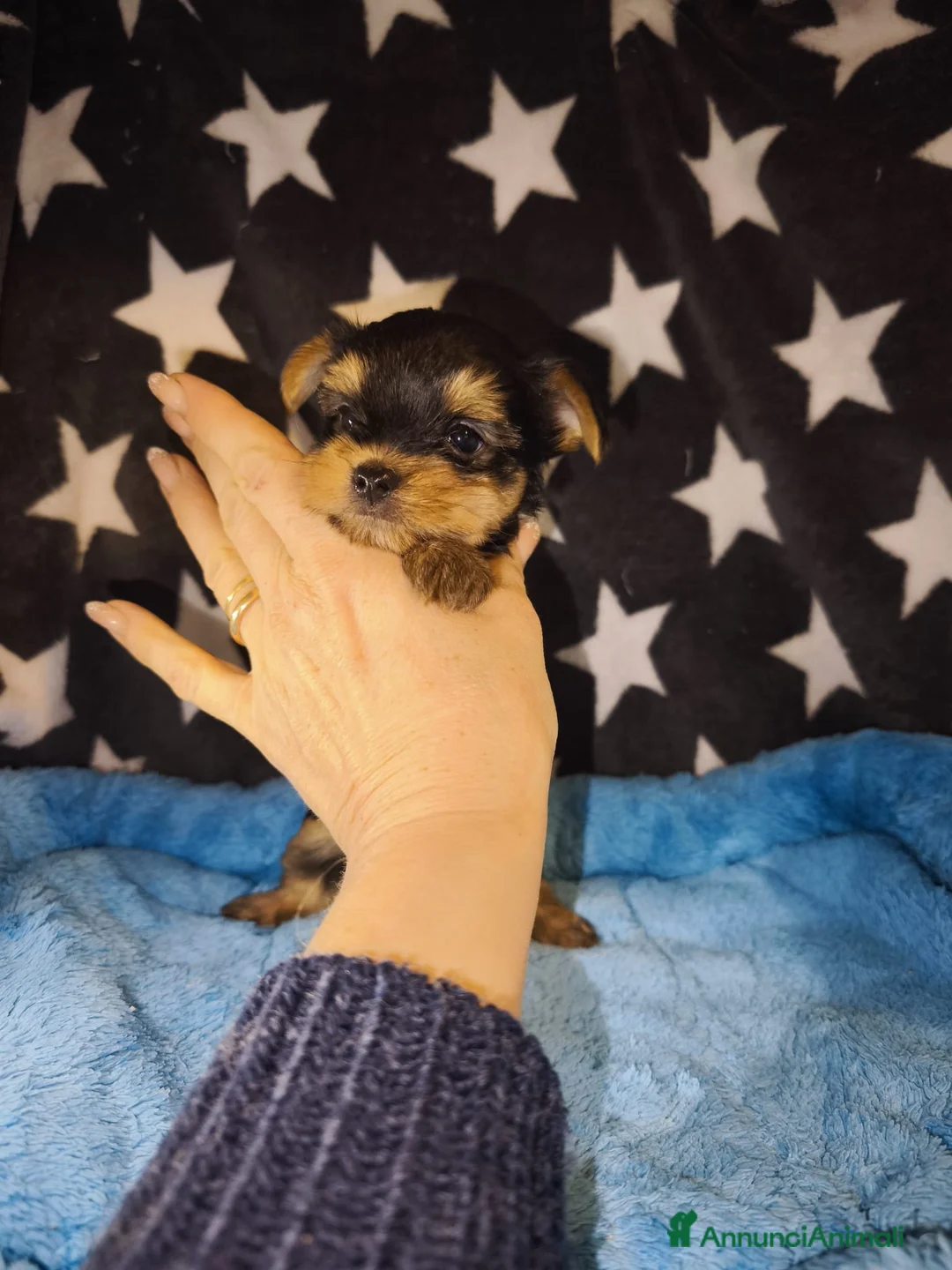 Yorkshire cani in vendita: Yorkshire terrier toy - Annuncio 3