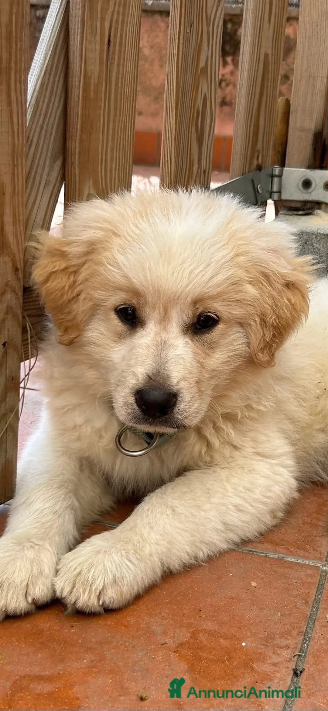 Meticcio cani in regalo: TRUDY CERCA CASA 🐾  a Provincia di Massa e Carrara - Annuncio 5