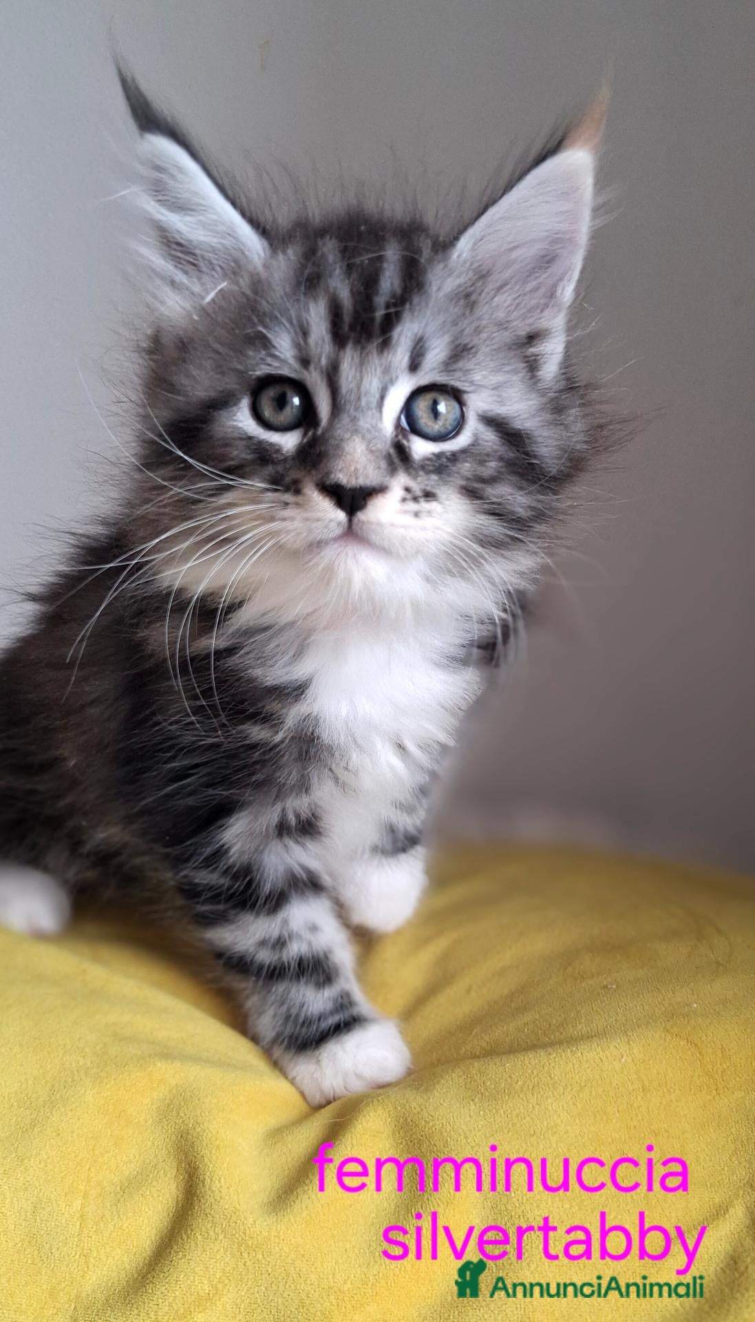 Maine Coon gatti Cucciolo di Maine Coon  silver  - Annuncio 3