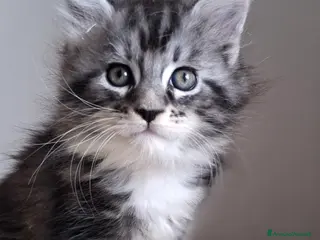 Maine Coon gatti Cucciolo di Maine Coon silver - Annuncio 3