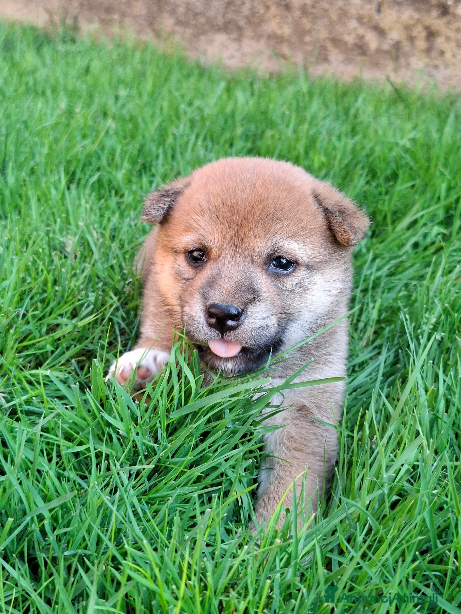 Shiba Inu cani Cuccioli shiba inu - Annuncio 1
