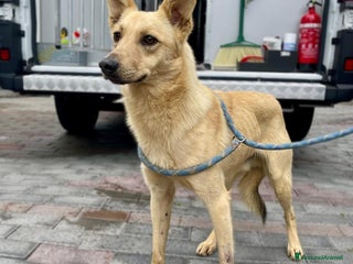 Affenpinscher cani MANUEL DOLCE CAGNOLINO - Annuncio 9