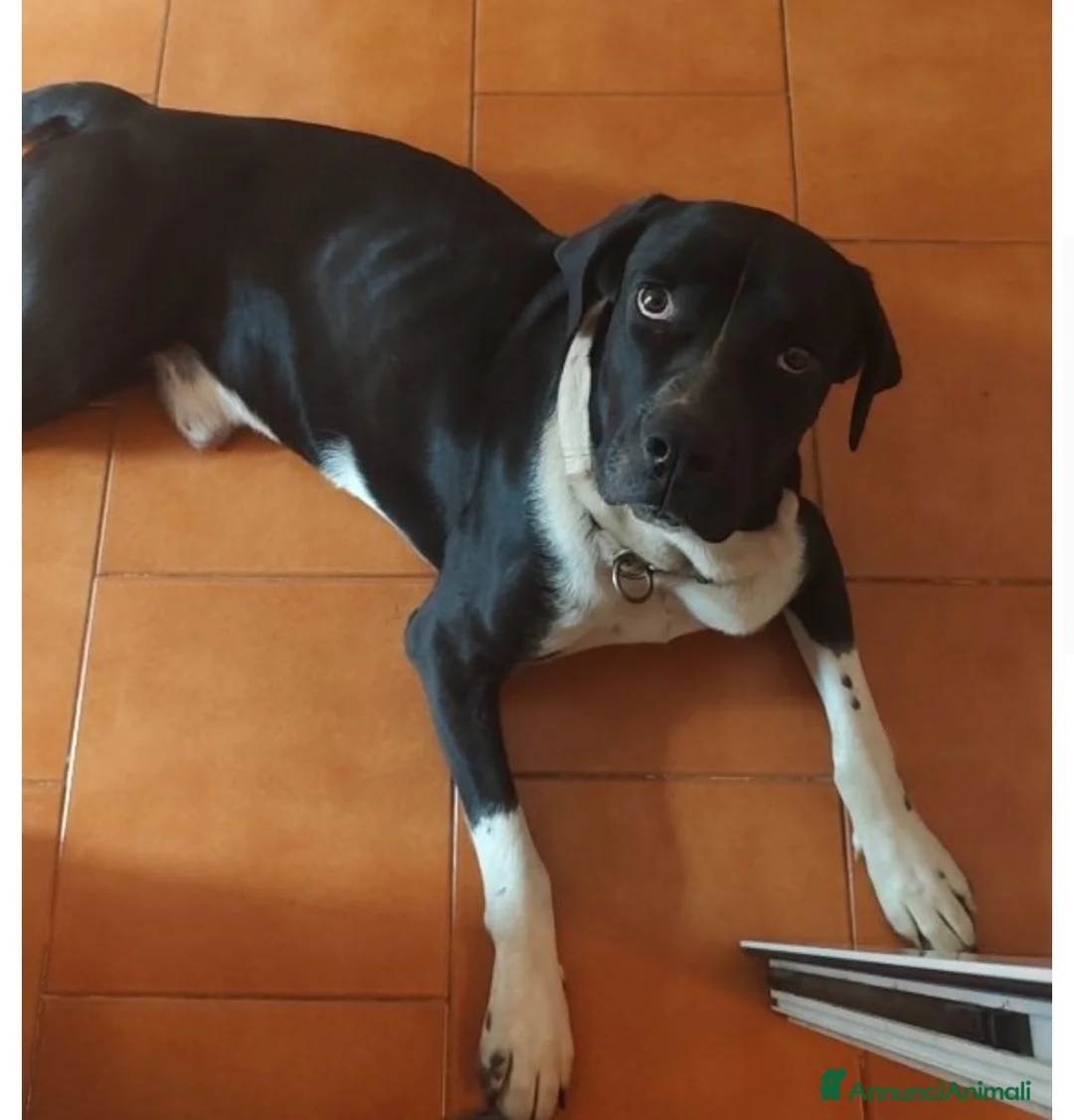 Meticcio cani in regalo: Mi chiamo Oreo a Provincia di Prato - Annuncio 2