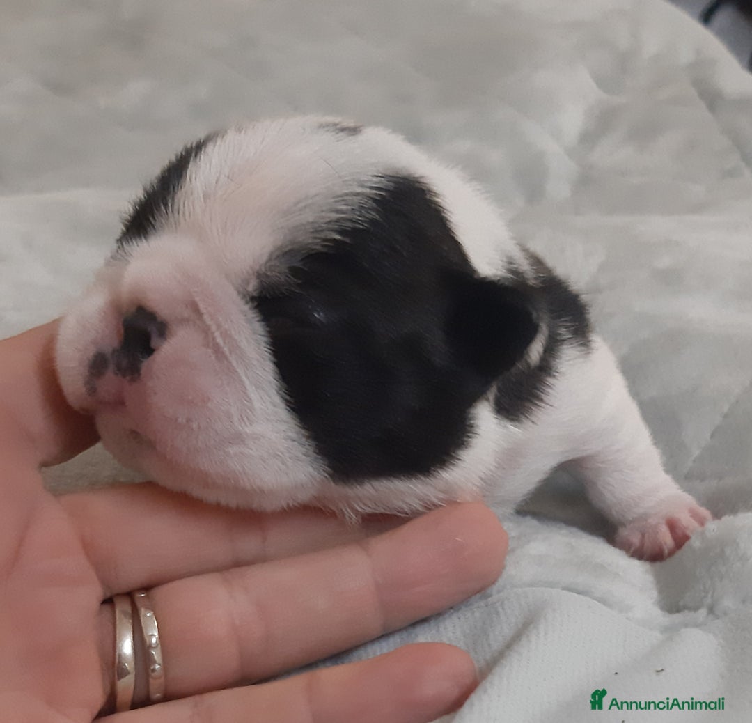 Boston Terrier cani in vendita: Cuccioli di Boston terrier con pedigree ENCI/FCI  - Annuncio 5