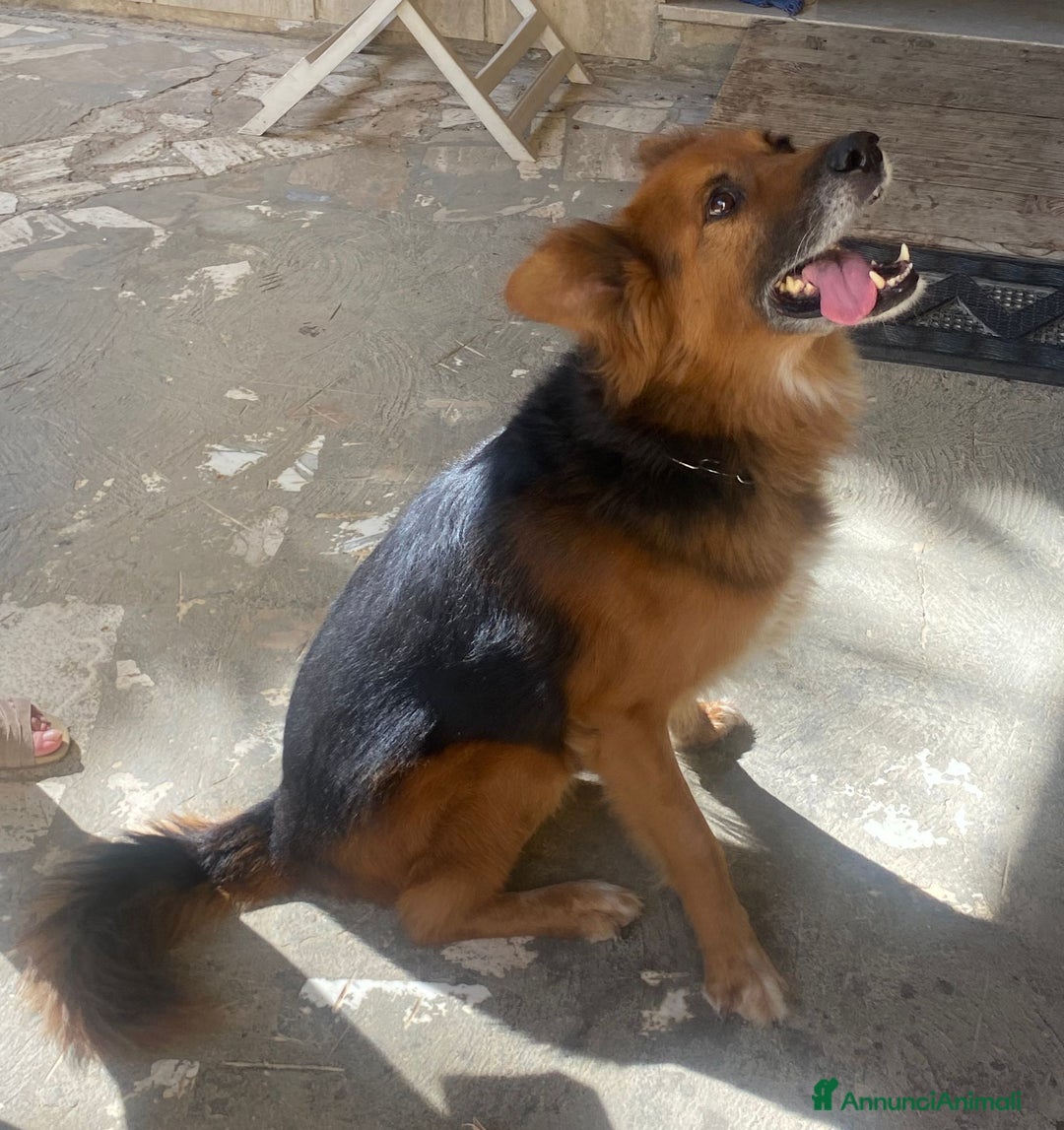 Meticcio cani in regalo: FULMINE 9 anni cerca adozione! - Annuncio 9