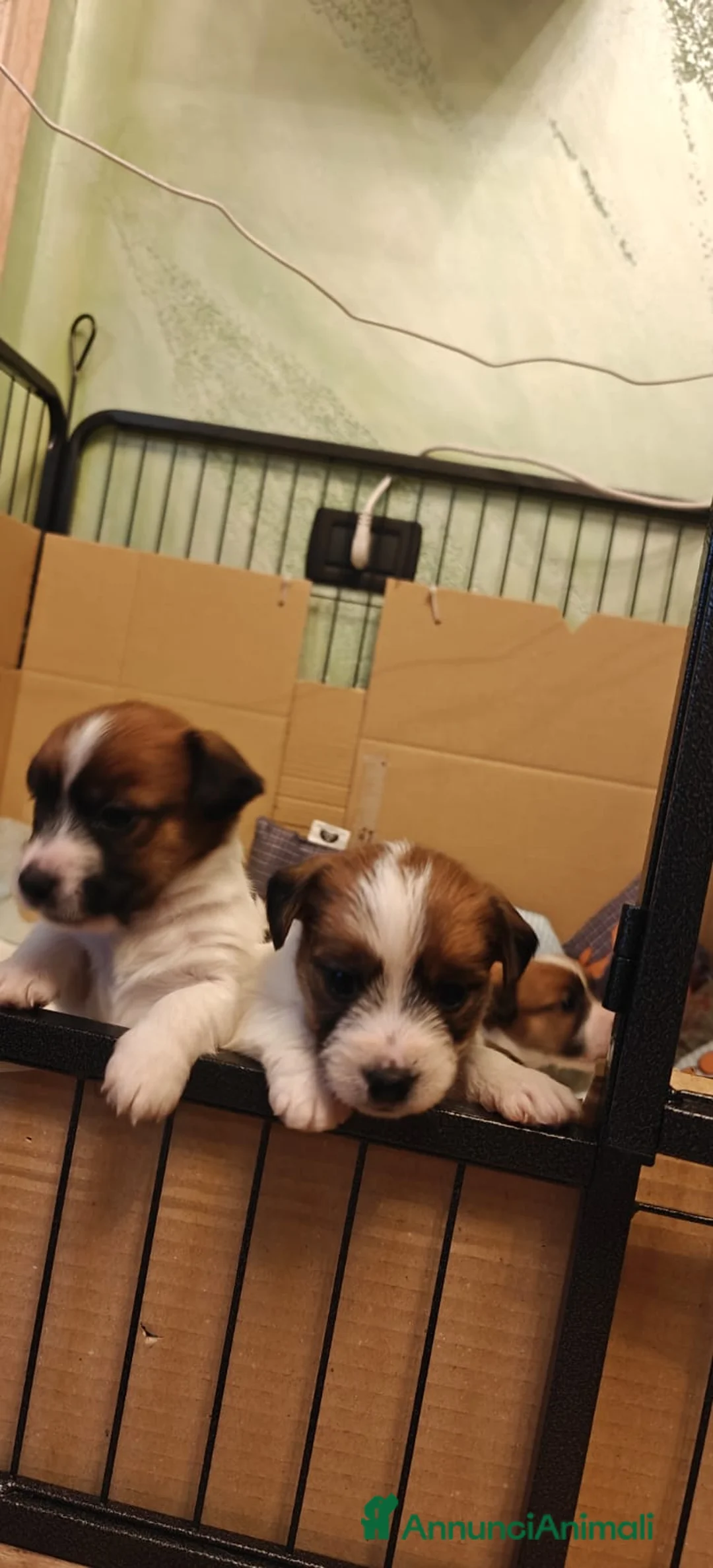 Jack Russell cani in vendita: Jack Russell Terrier  - Annuncio 4