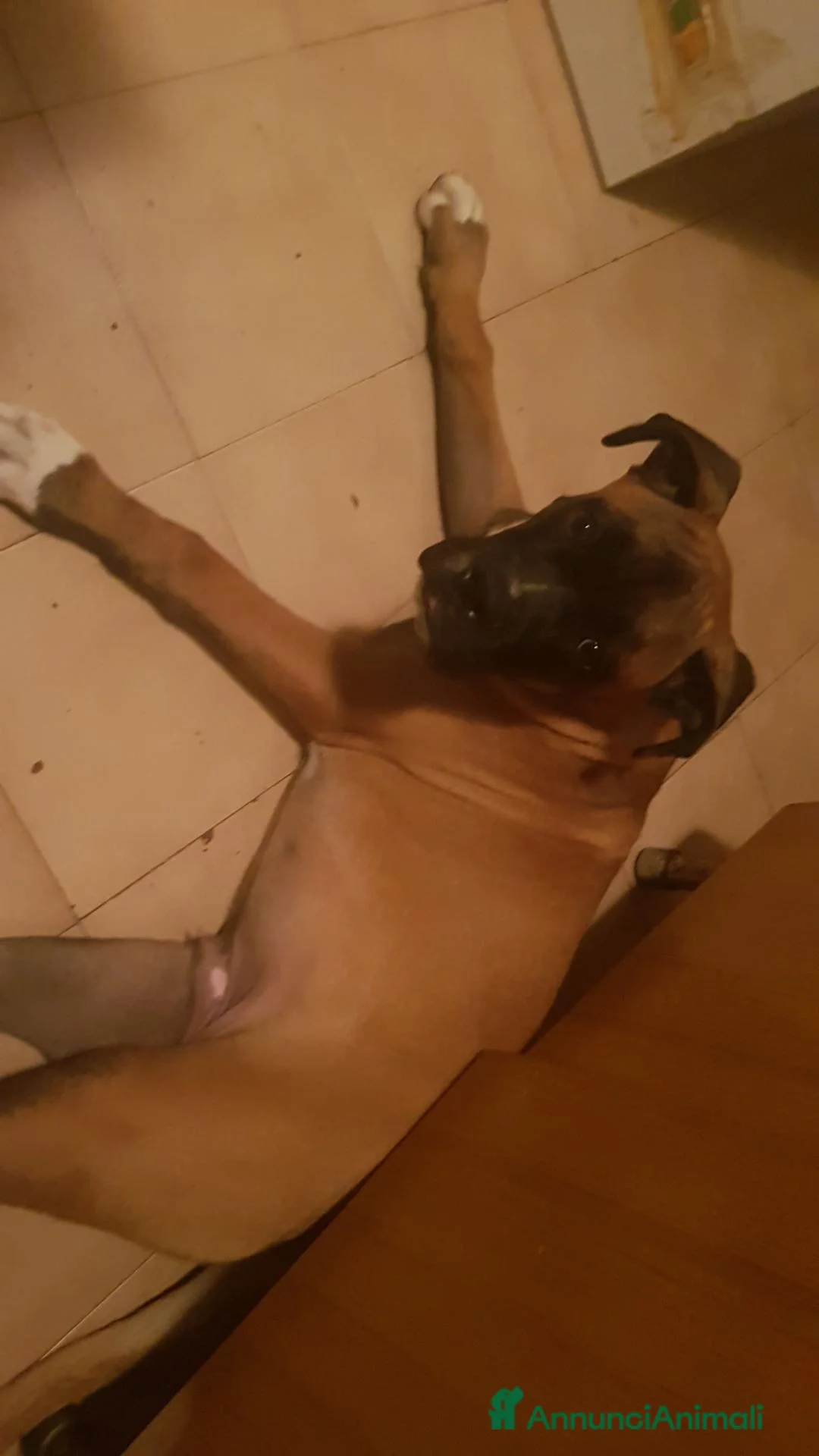 Boxer cani in regalo: Leon  - Annuncio 2