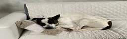 Meticcio cani in regalo:  2anni mix molossina il 27/6 torna al sud.TREVISO - Annuncio 9