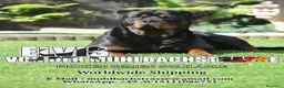 Rottweiler cani in vendita: Disponibili cuccioli Rottweiler  - Annuncio 30
