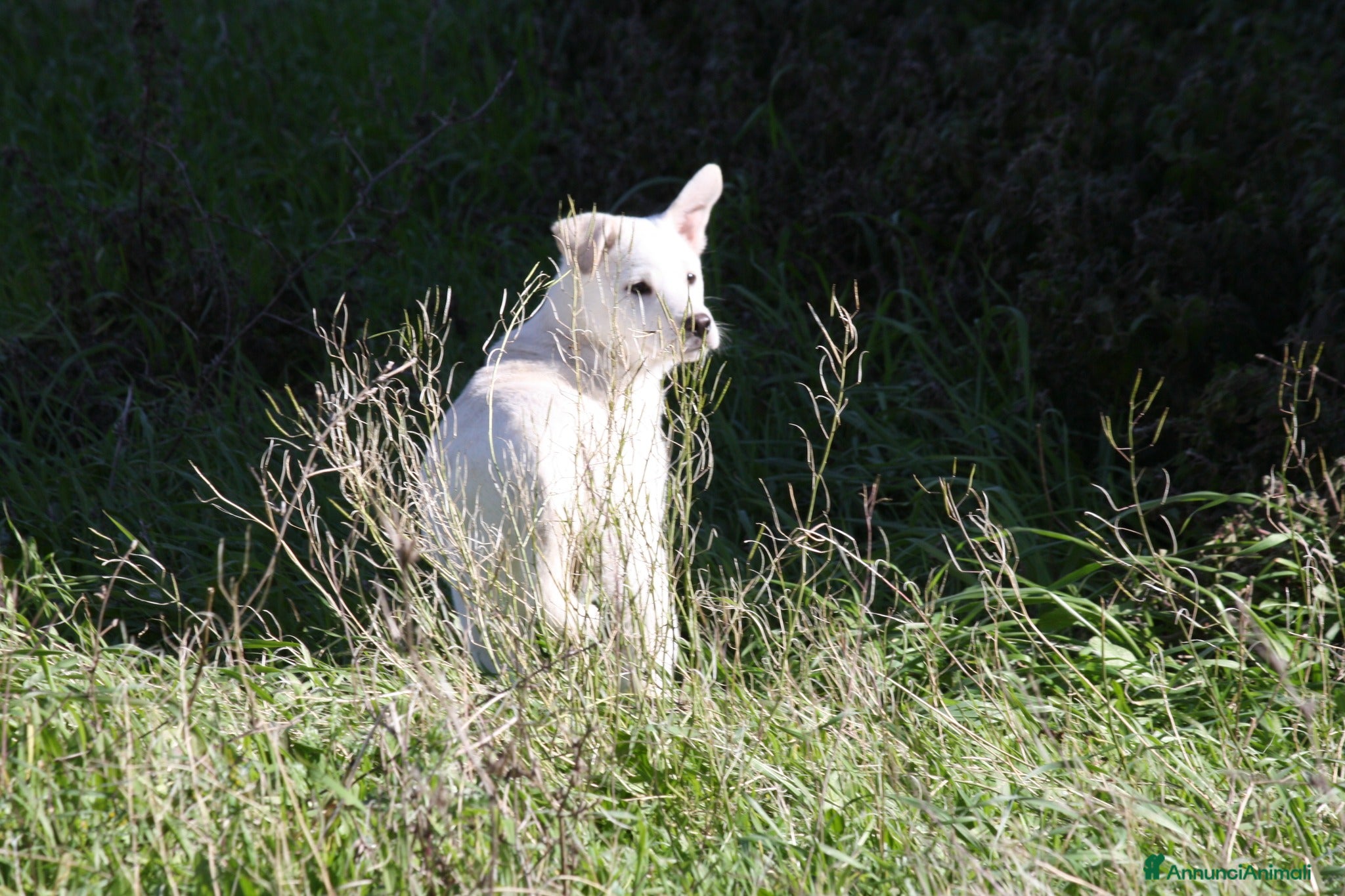 Meticcio cani Dolcissima Scintilla 3 mesi aspetta una famiglia - Annuncio 1