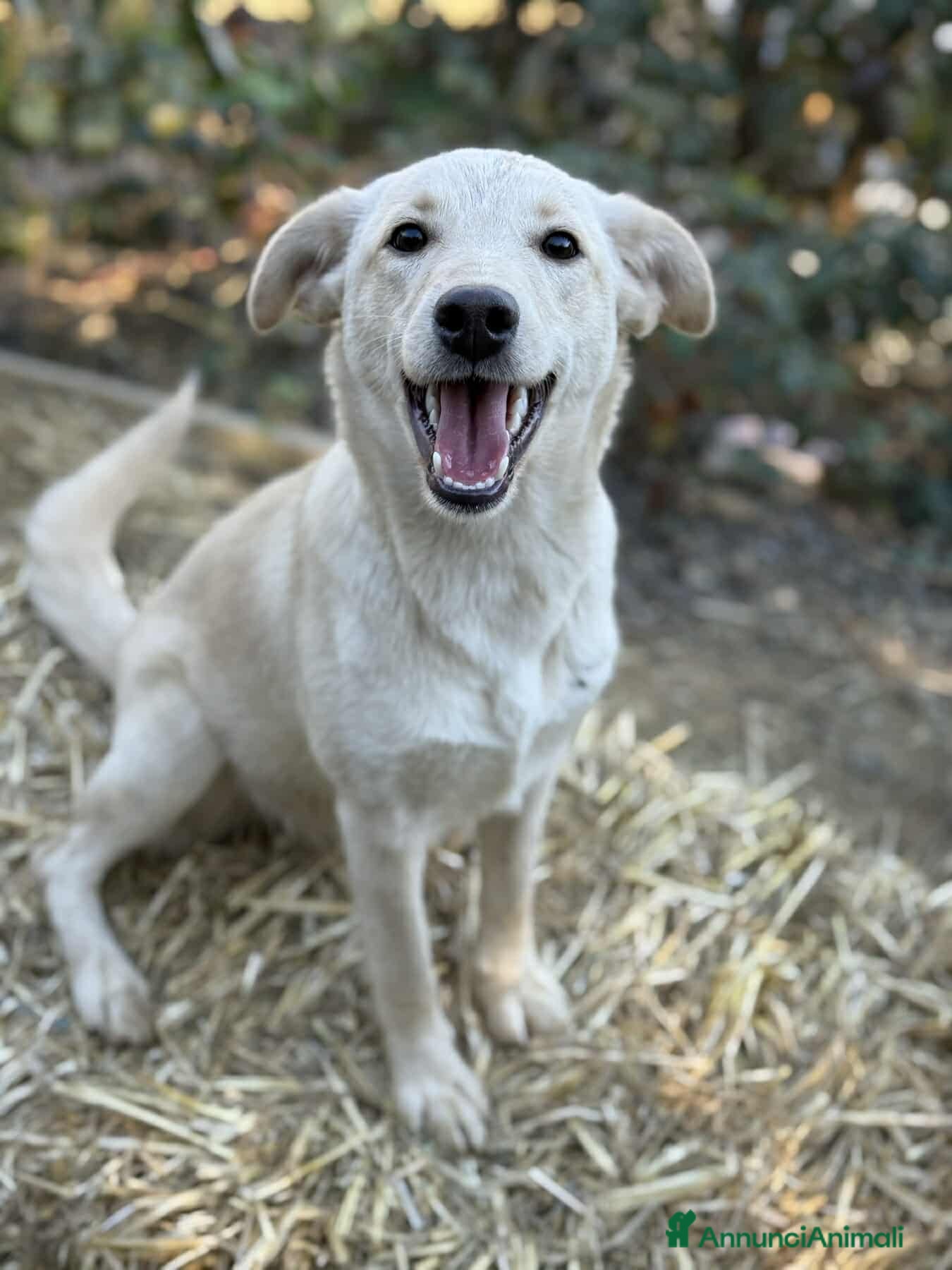 Meticcio cani GANA, cucciola estremamente dolce! Simil Labrador - Annuncio 24