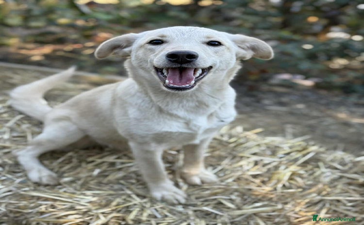 Meticcio cani GANA, cucciola estremamente dolce! Simil Labrador - Annuncio 5