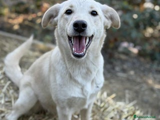 Meticcio cani GANA, cucciola estremamente dolce! Simil Labrador - Annuncio 12