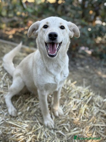 Meticcio cani GANA, cucciola estremamente dolce! Simil Labrador - Annuncio 5