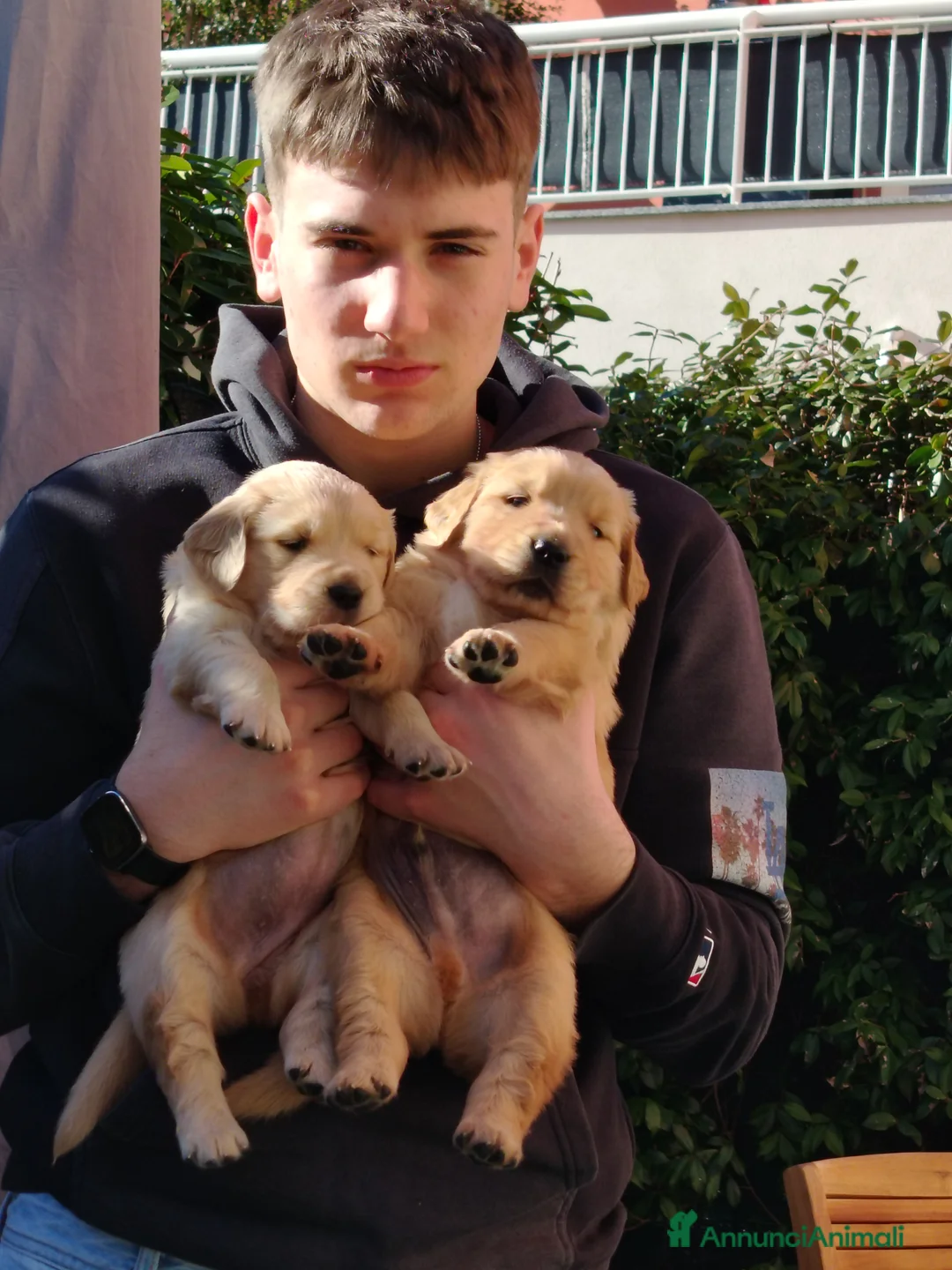 Golden Retriever cani in vendita: Disponibili 2 cucciole golden Retriever - Annuncio 2