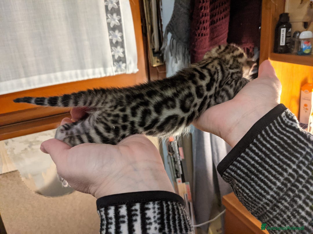 Immagine della galleria {{count}}