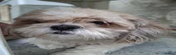 Shih Tzu cani in vendita:  Shitzu  a Provincia di Cuneo - Annuncio 5