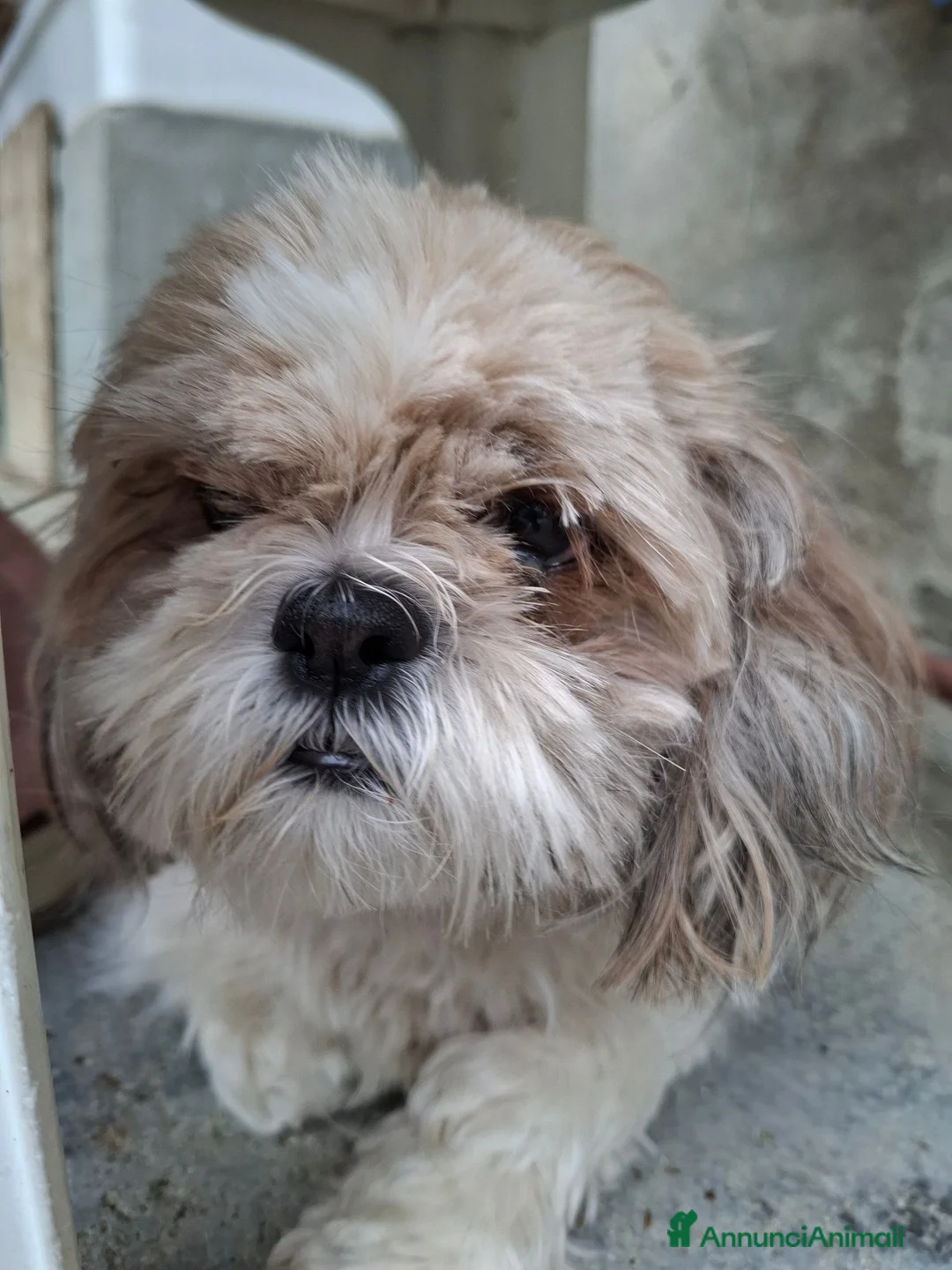 Shih Tzu cani in vendita:  Shitzu  a Provincia di Cuneo - Annuncio 5