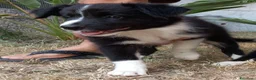 Border Collie cani in vendita: 3 cucciole Border Collie - Annuncio 12