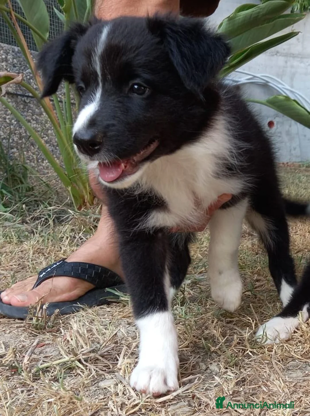 Border Collie cani in vendita: 3 cucciole Border Collie - Annuncio 12