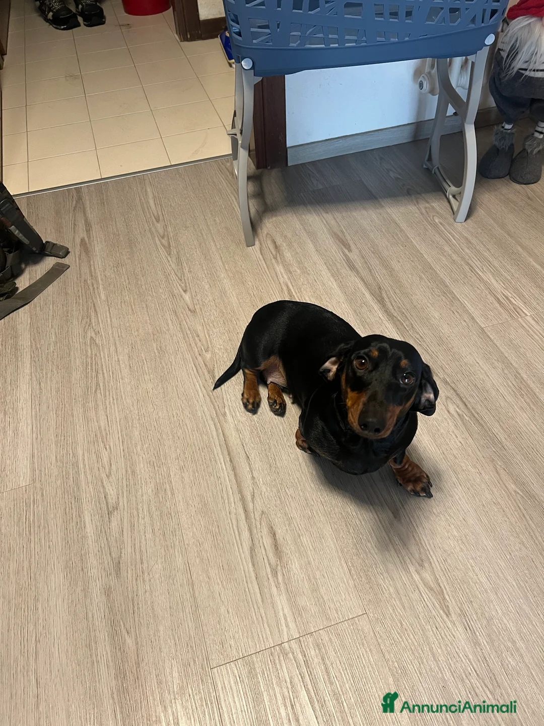 Bassotto cani per accoppiamento: Bassotta nero focato - Annuncio 4