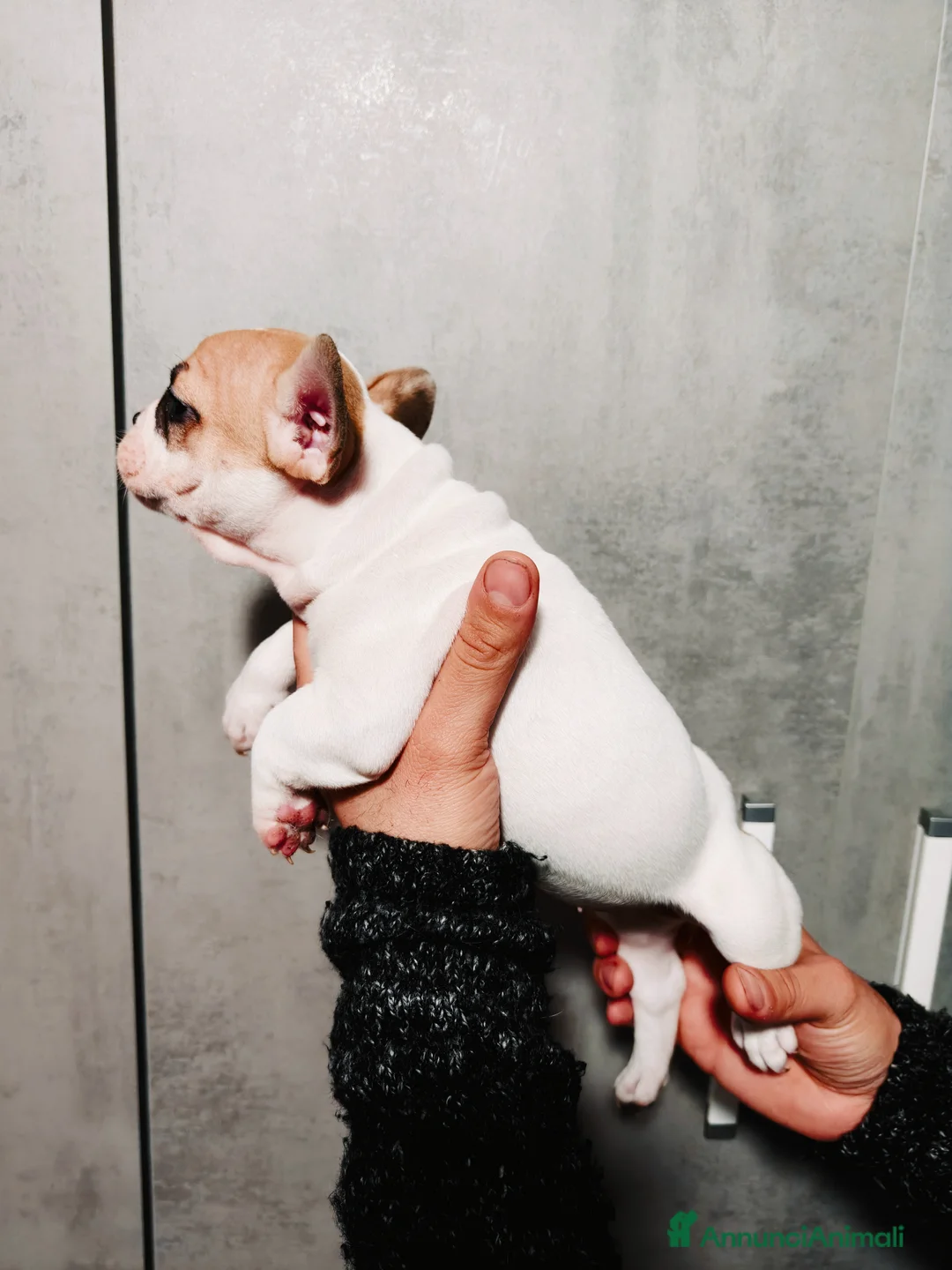 Bulldog Francese cani in vendita: Cuccioli Bulldog Francese  - Annuncio 11