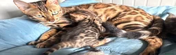 Bengala gatti in vendita: Maschietto brown di Bengal con Pedigree  - Annuncio 5