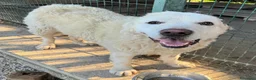 Pastore Maremmano cani in regalo: Beethoven 4 anni Taglia gigante  - Annuncio 2