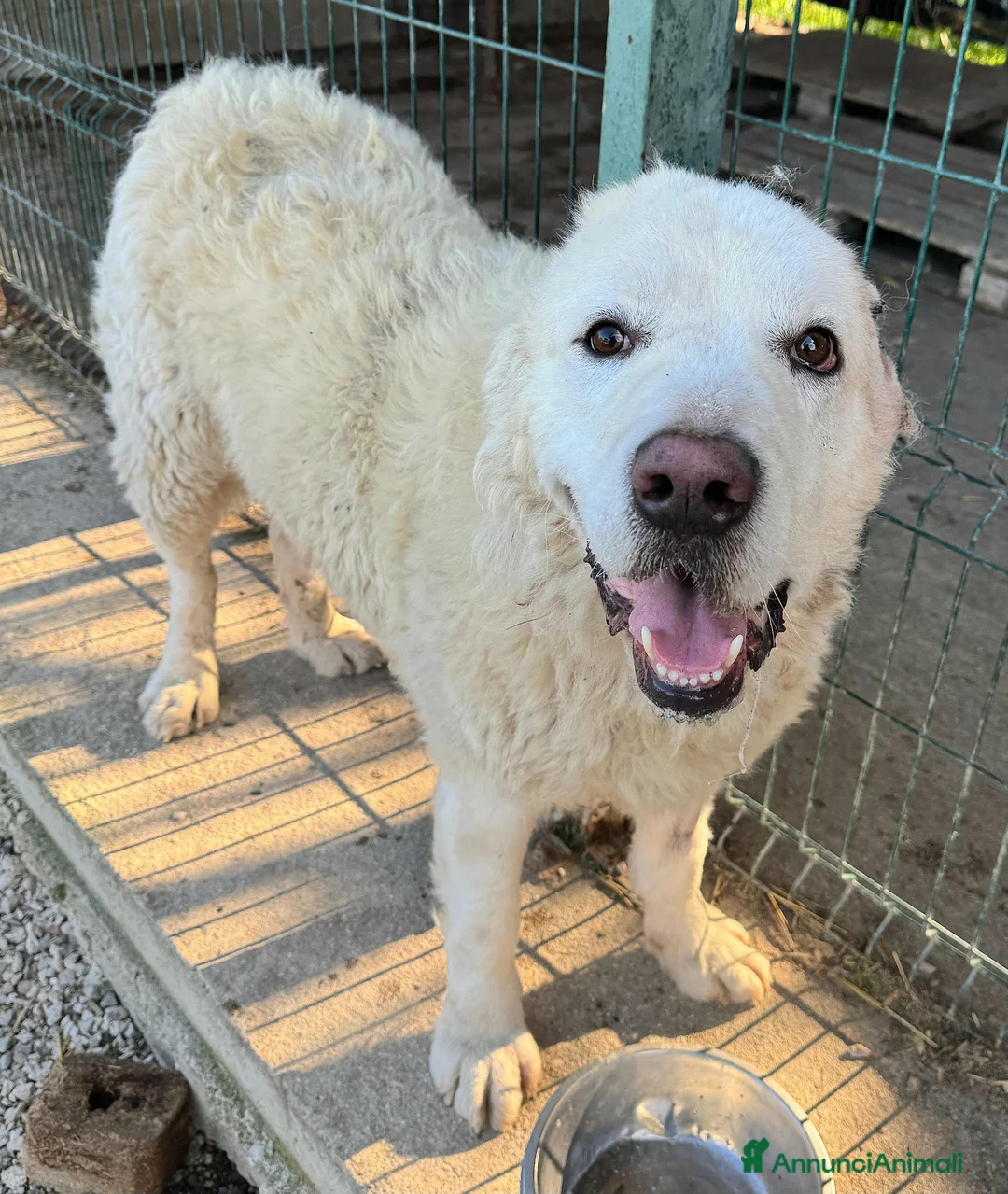 Pastore Maremmano cani in regalo: Beethoven 4 anni Taglia gigante  - Annuncio 2