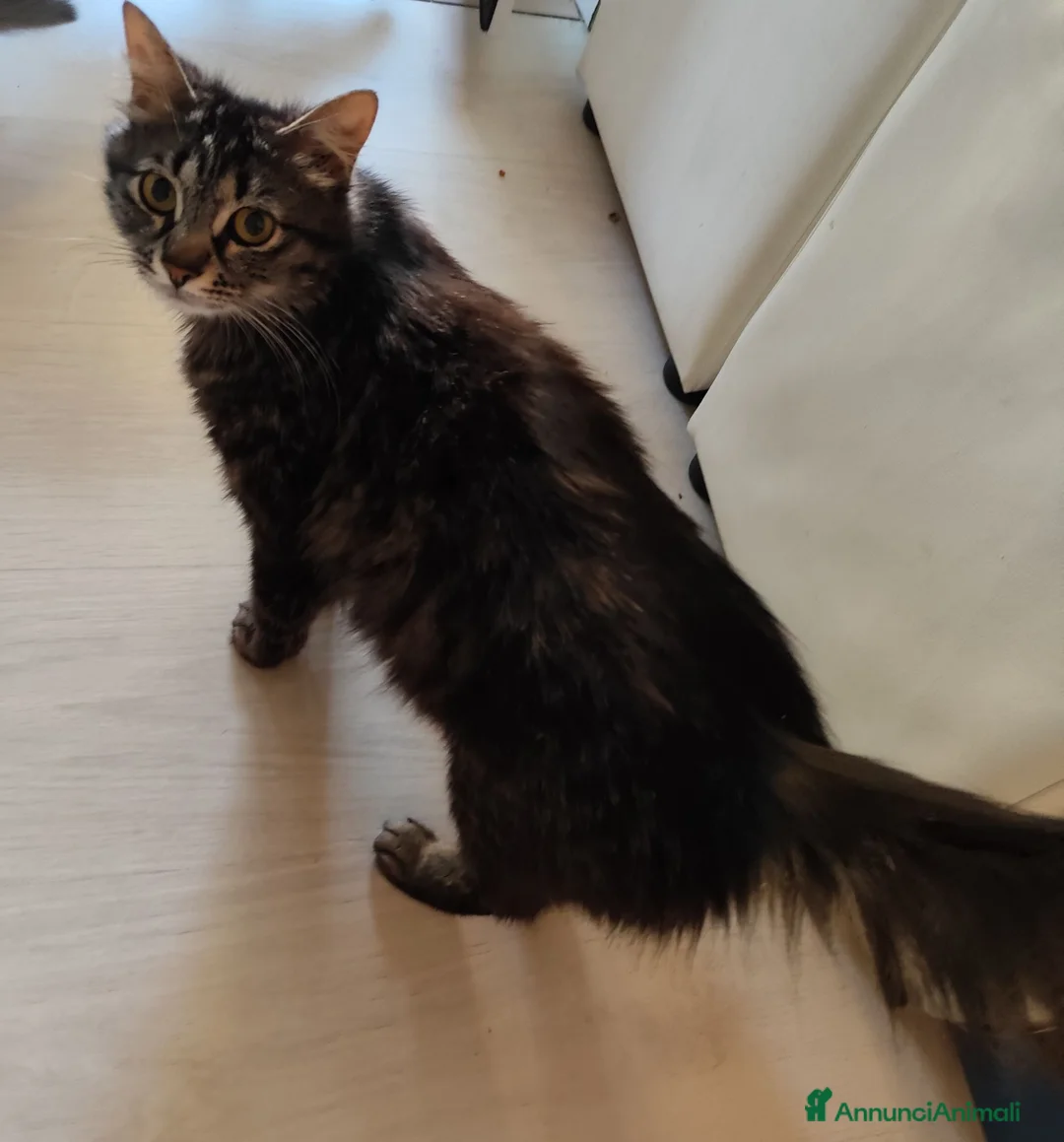 Siberiano gatti in vendita: Femminuccia  - Annuncio 6