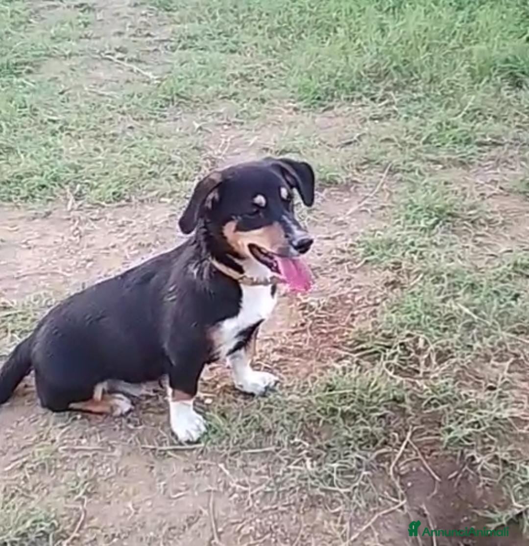 Meticcio cani in regalo: OSCAR 💙 - taglia medio piccola cerca casa!!! 😍 - Annuncio 6