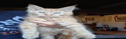 Maine Coon gatti in vendita: Maine coon gattini - Annuncio 2